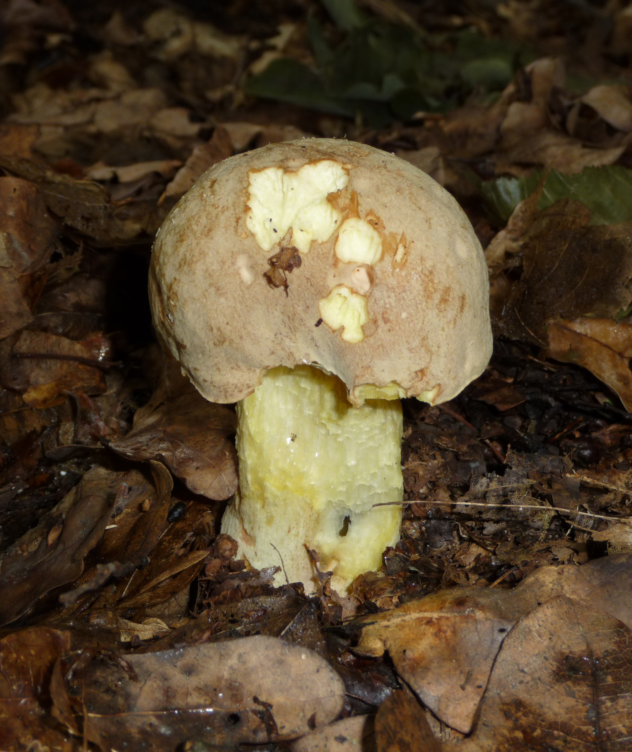 hřib plavý (Hemileccinum impolitum)