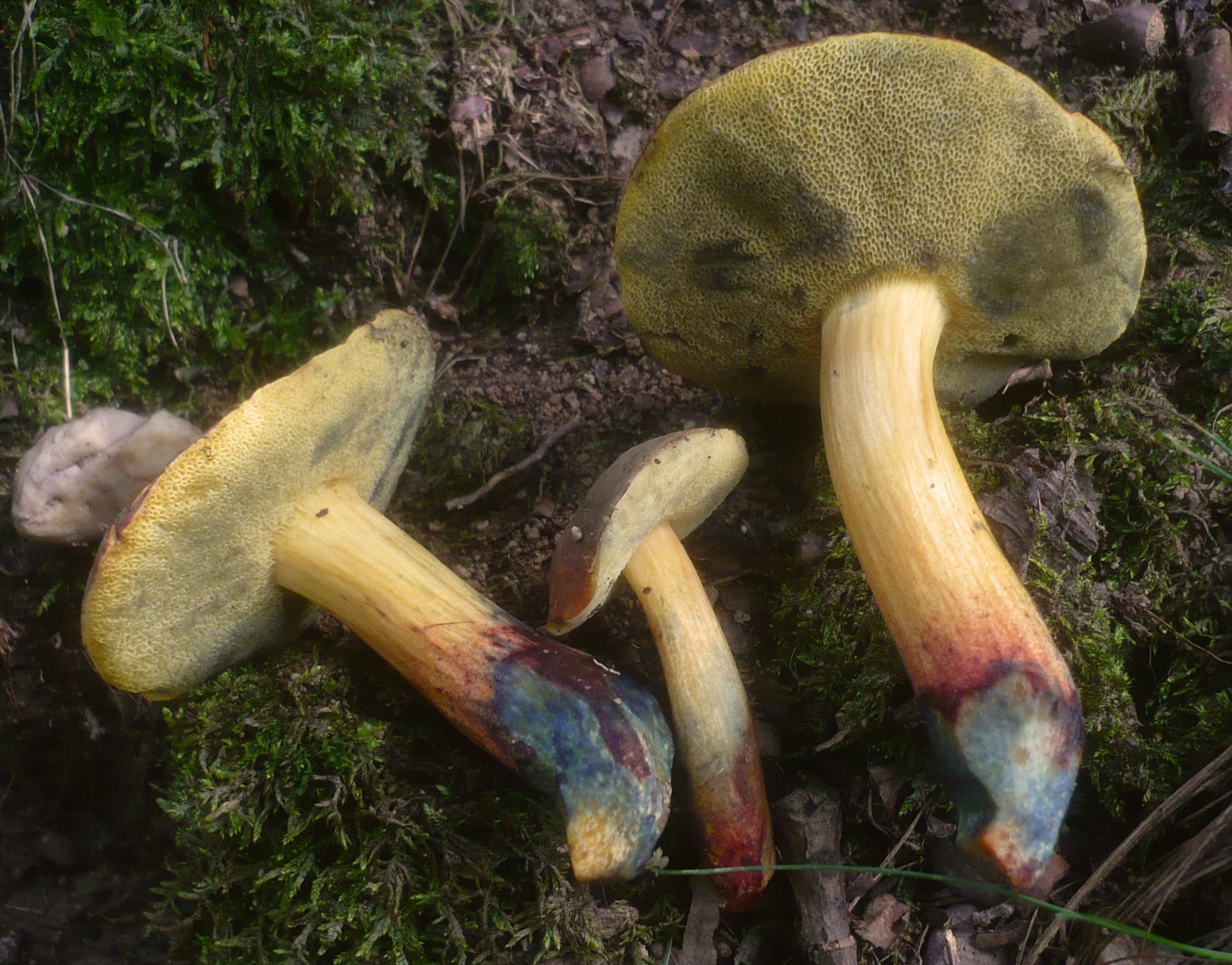 hřib políčkatý (Xerocomellus cisalpinus)