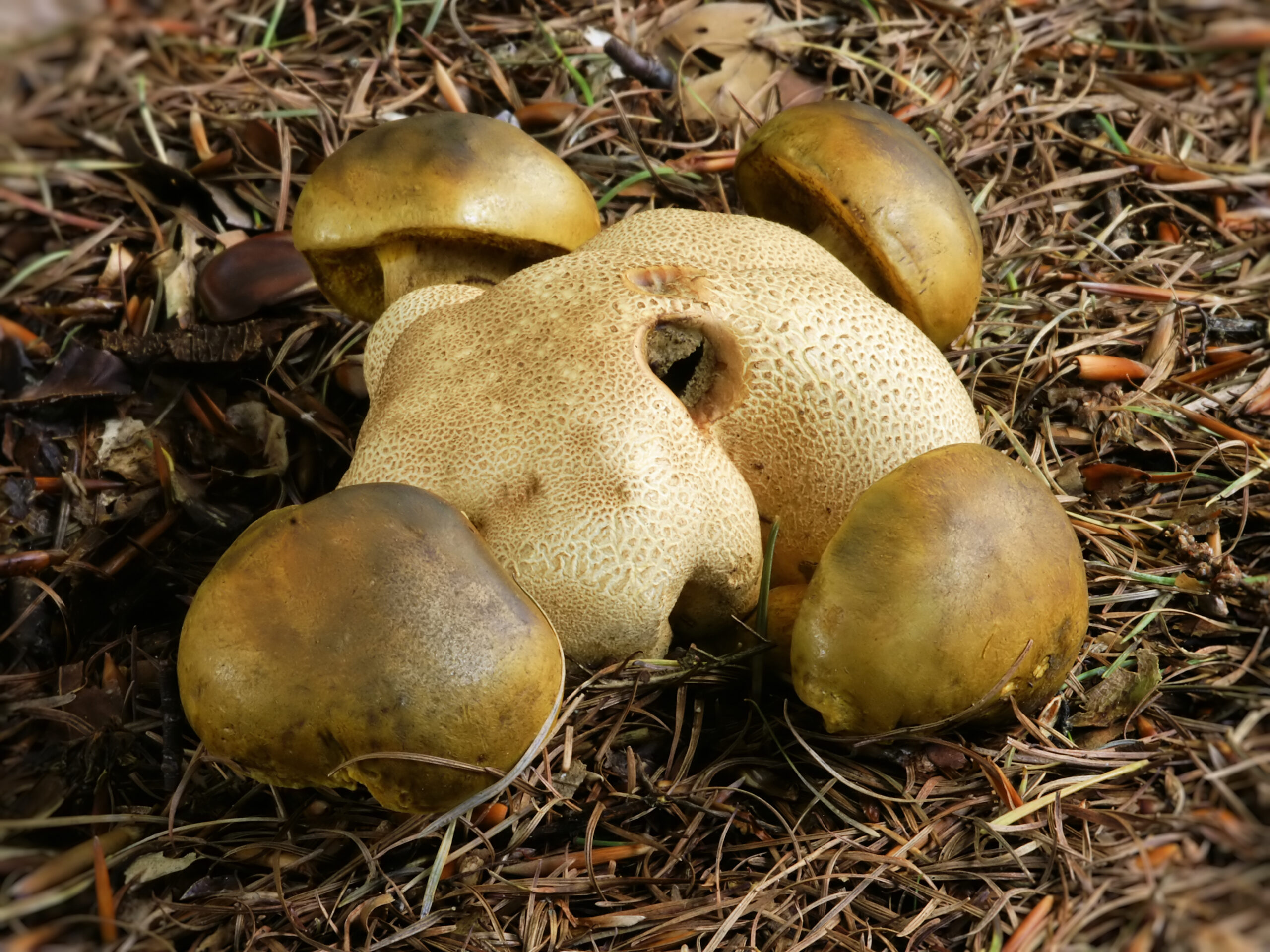 hřib příživný (Pseudoboletus parasiticus)