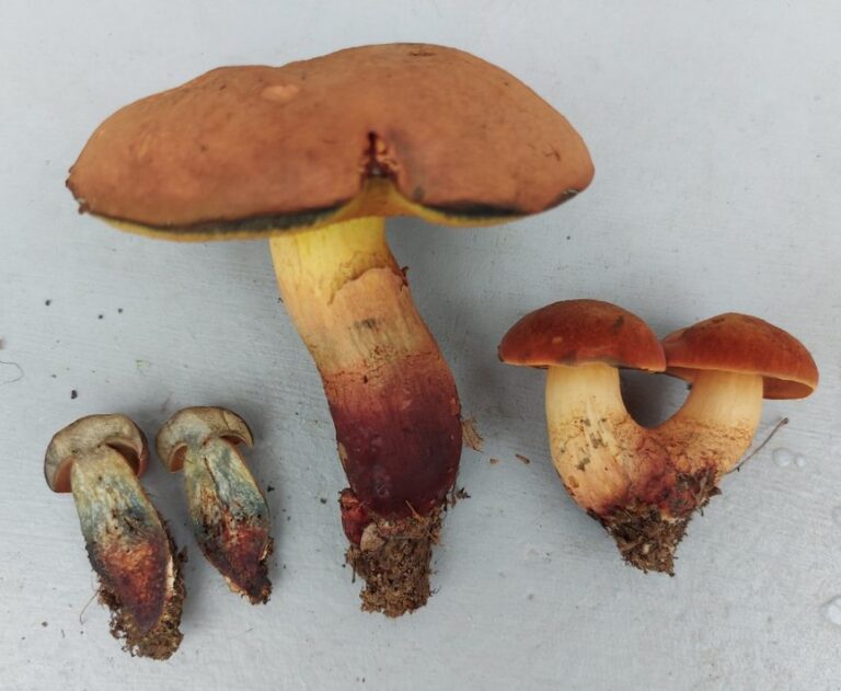 hřib Quéletův (Suillellus queletii)