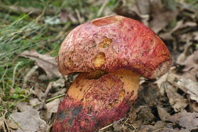 hřib rudonachový (Imperator rhodopurpureus)
