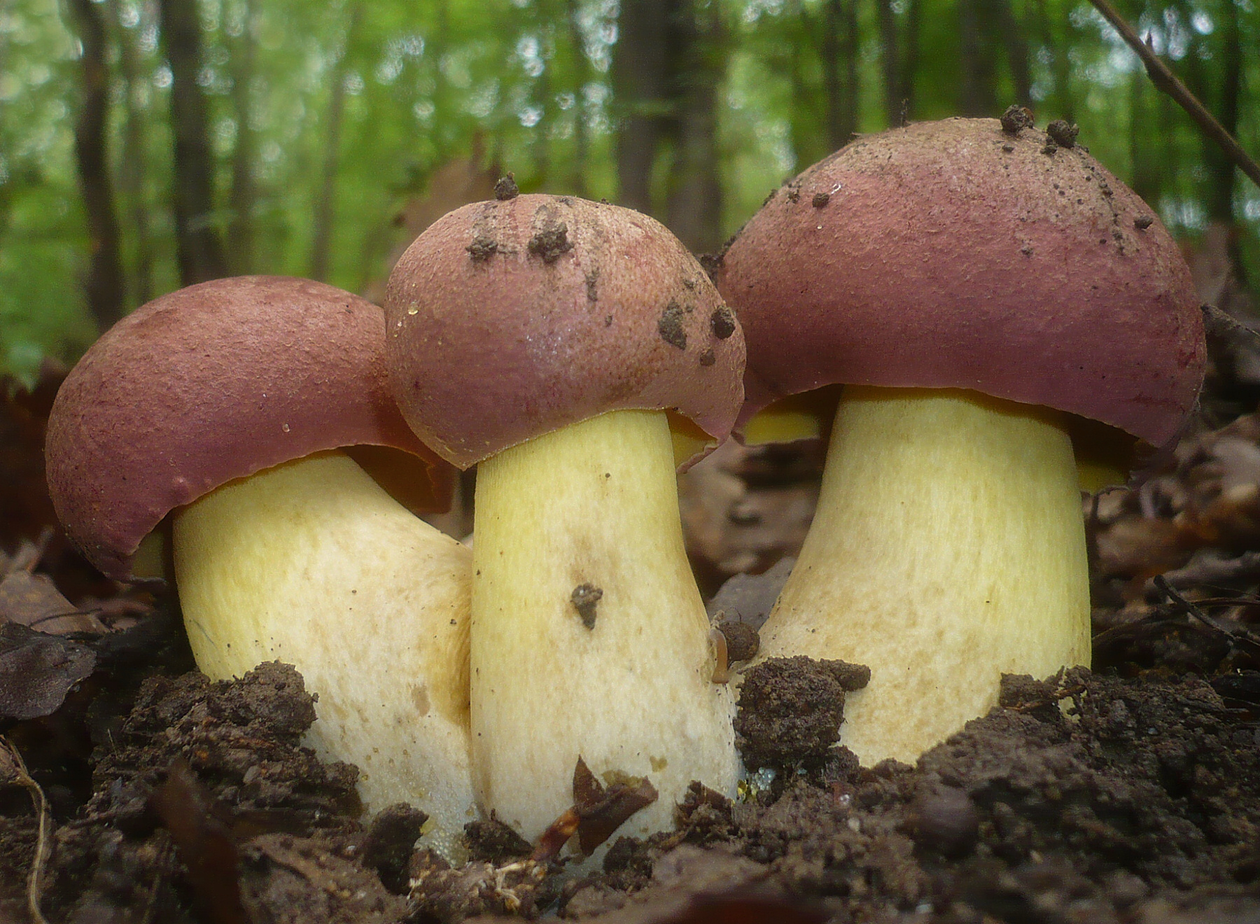 hřib růžovník (Butyriboletus fuscoroseus)