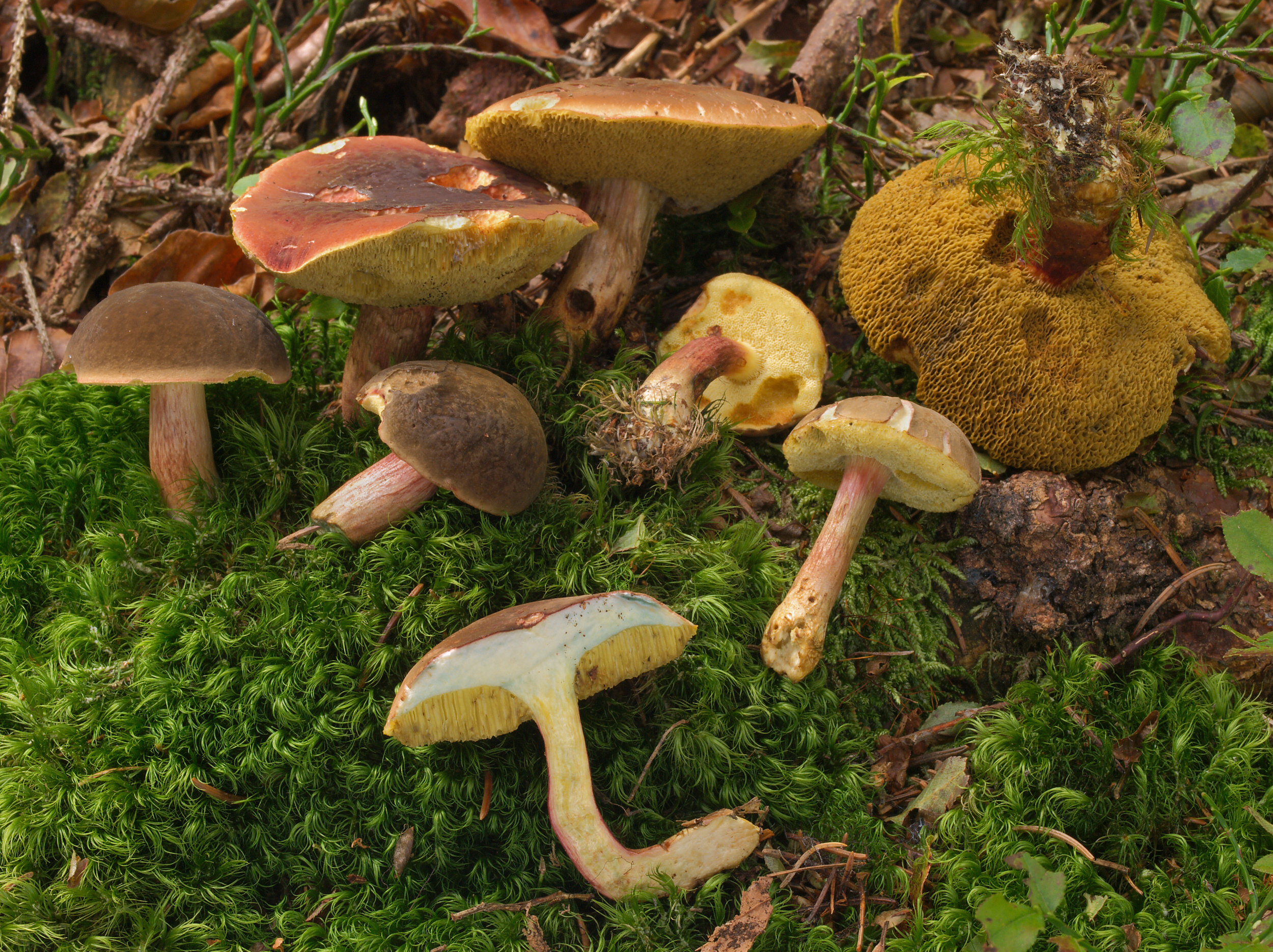 hřib sametový (Xerocomellus pruinatus)