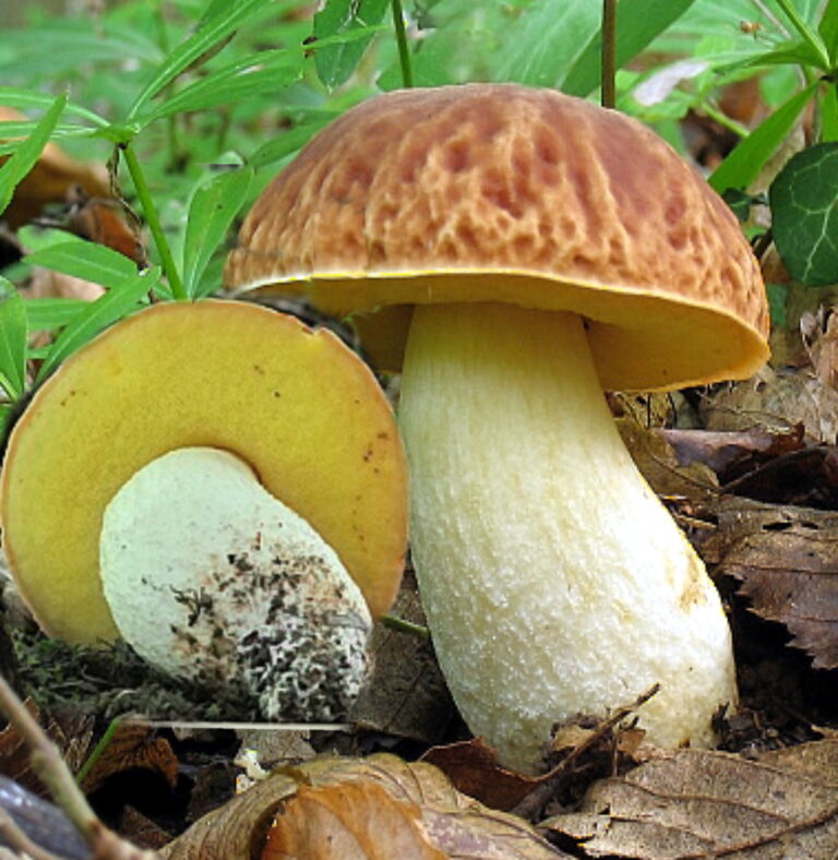 hřib skvrnitý (Hemileccinum depilatum)