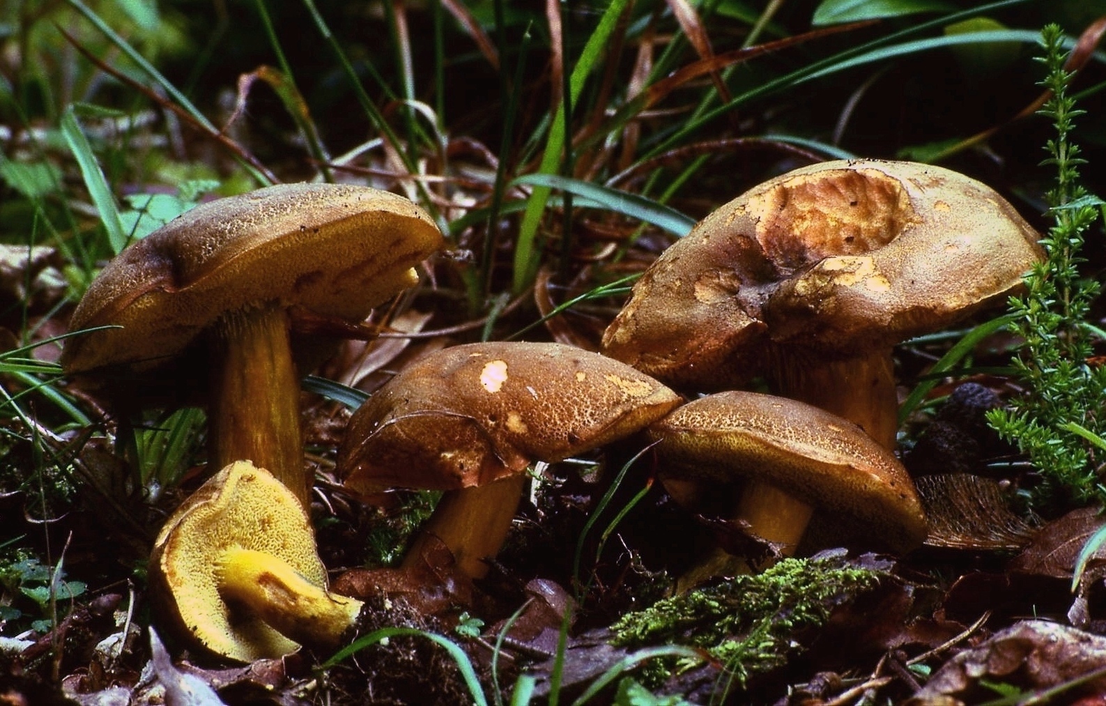hřib uťatovýtrusý (Xerocomellus porosporus)
