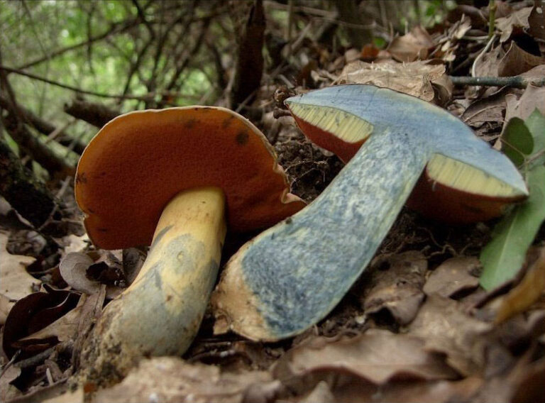 hřib vlčí (Rubroboletus lupinus)