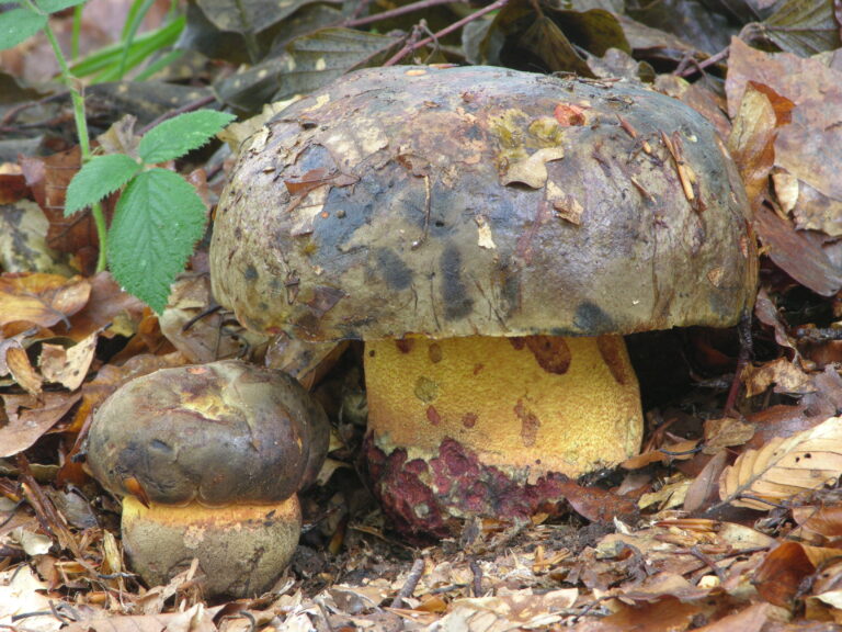 hřib zavalitý (Imperator torosus)