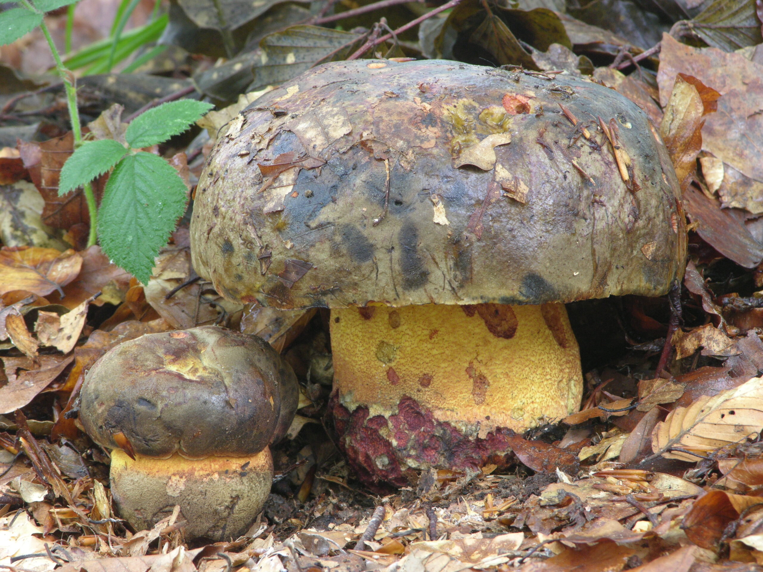 hřib zavalitý (Imperator torosus)