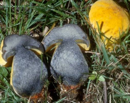 Hřib žlutý (Sutorius junquilleus)