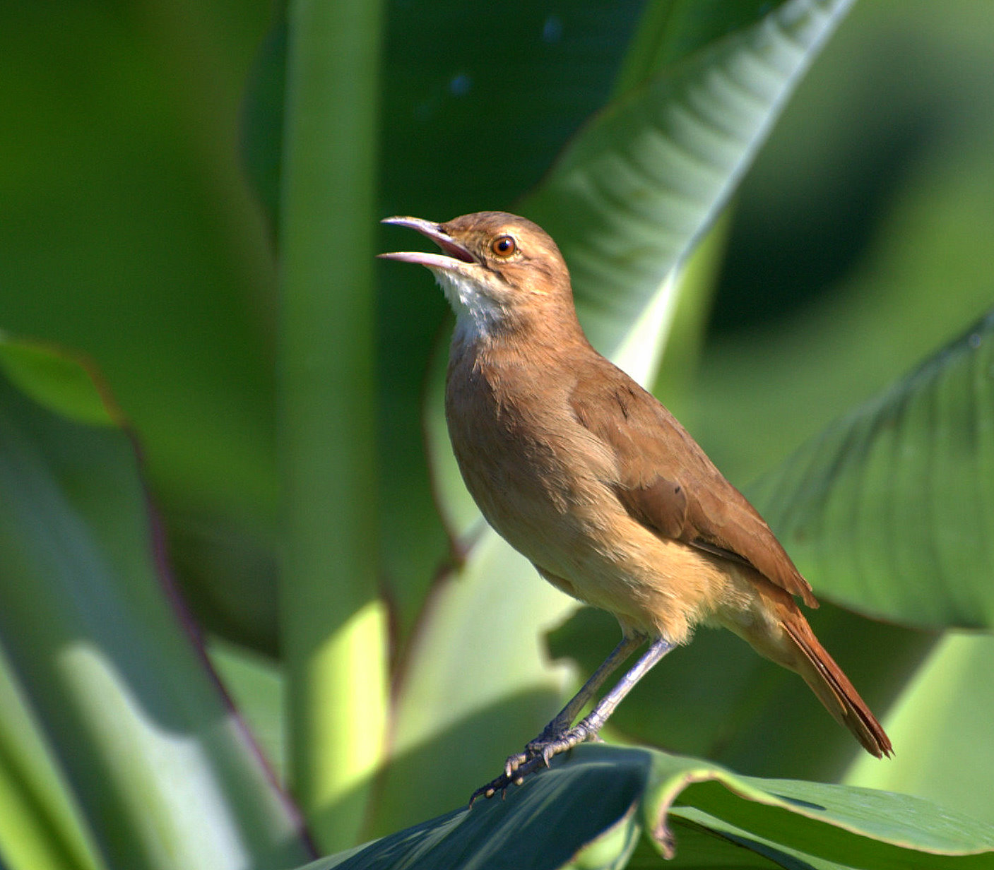 hrnčiřík prostý (Furnarius rufus)