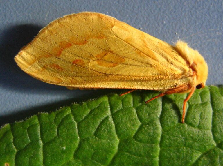 hrotnokřídlec chmelový (Hepialus humuli)
