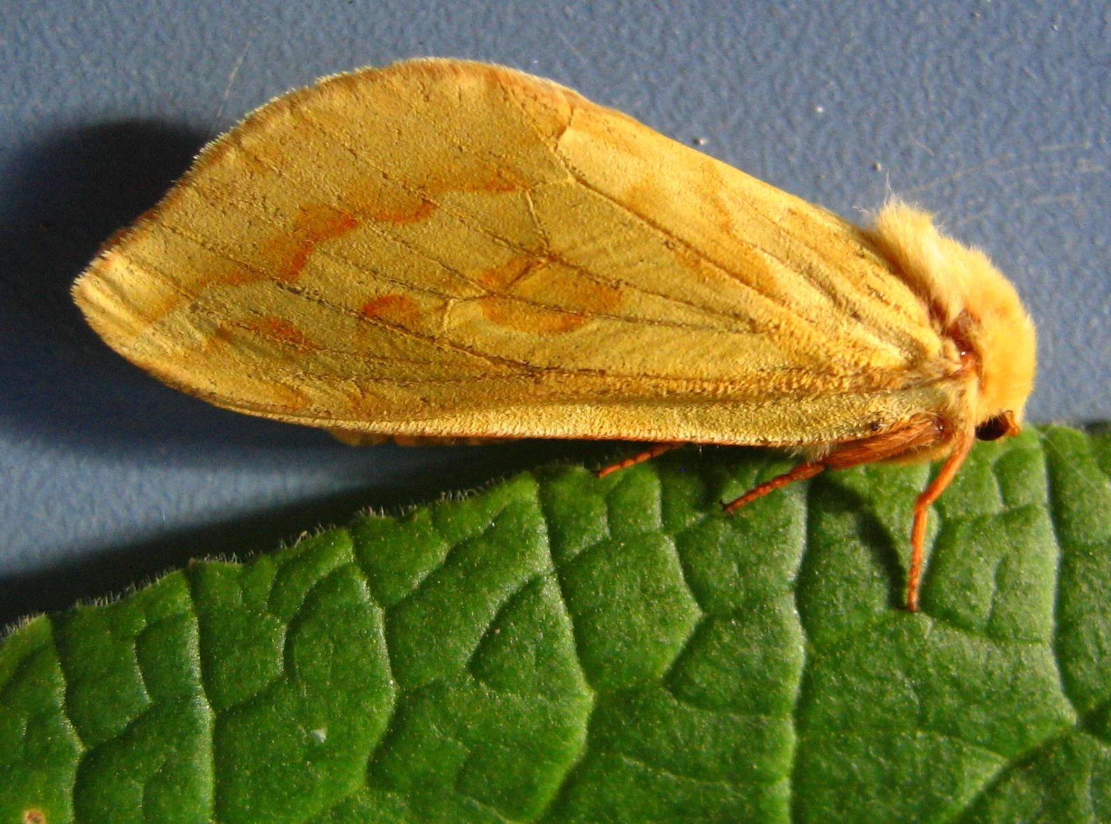 hrotnokřídlec chmelový (Hepialus humuli)
