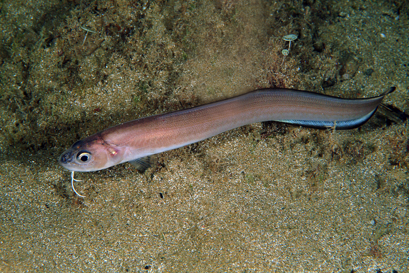 hruj hadovitá (Ophidion barbatum)