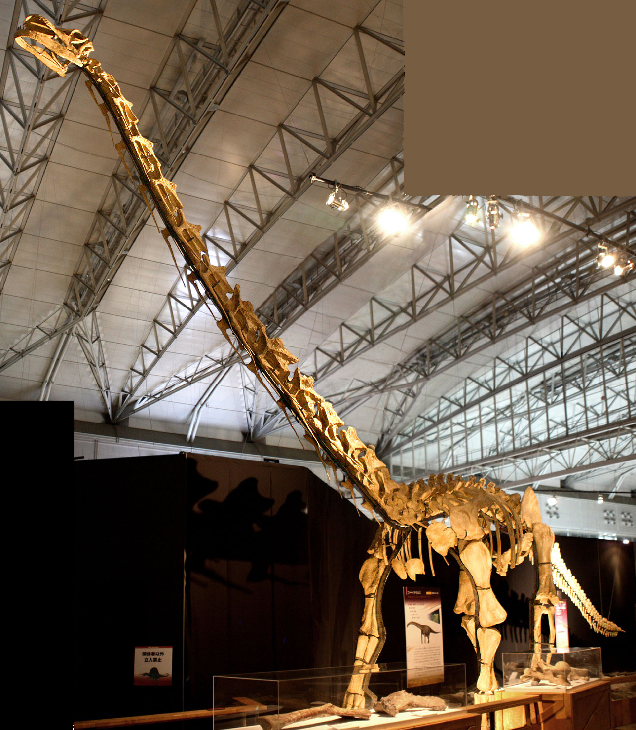 Huabeisaurus