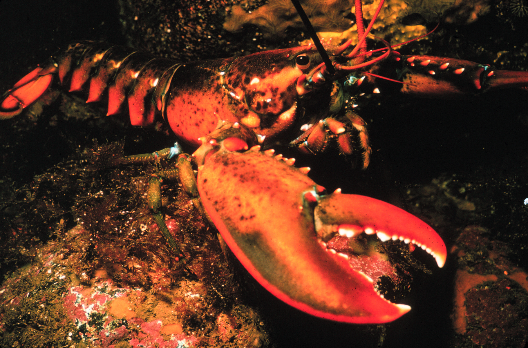 Humr americký (Homarus americanus)