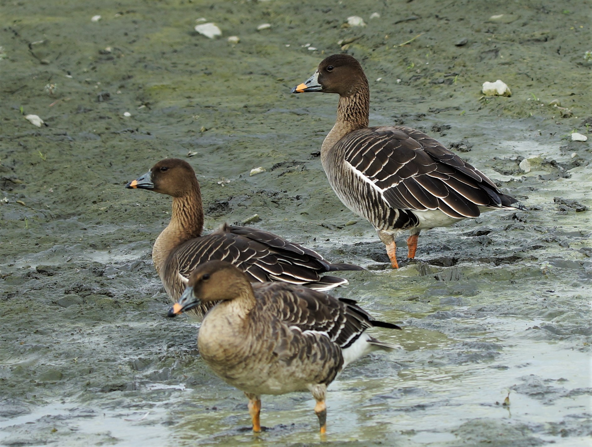 Husa tundrová (Anser serrirostris)