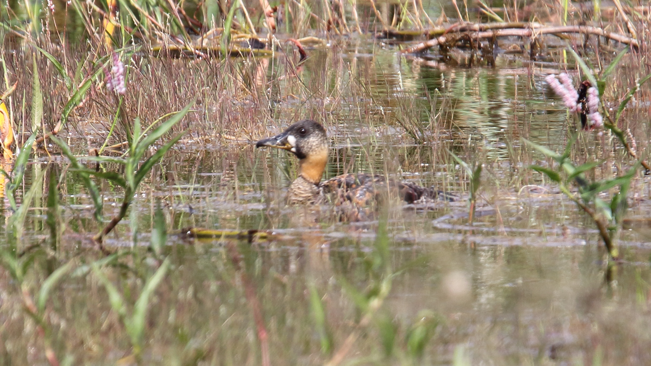 husička krátkoocasá (Thalassornis leuconotus)