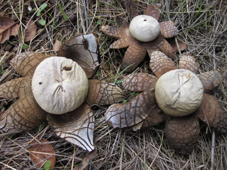 hvězdák vlhkoměrný (Astraeus hygrometricus)