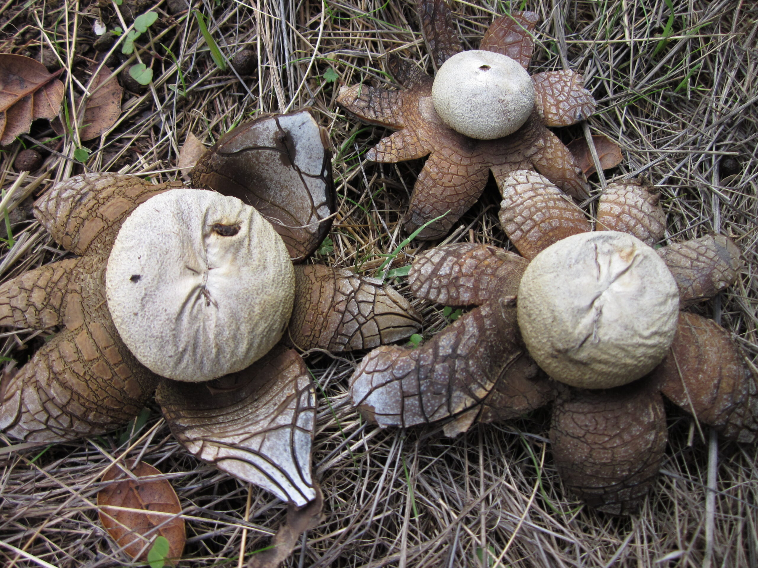 hvězdák vlhkoměrný (Astraeus hygrometricus)