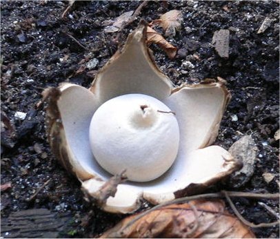 hvězdovka brvitá (Geastrum fimbriatum)