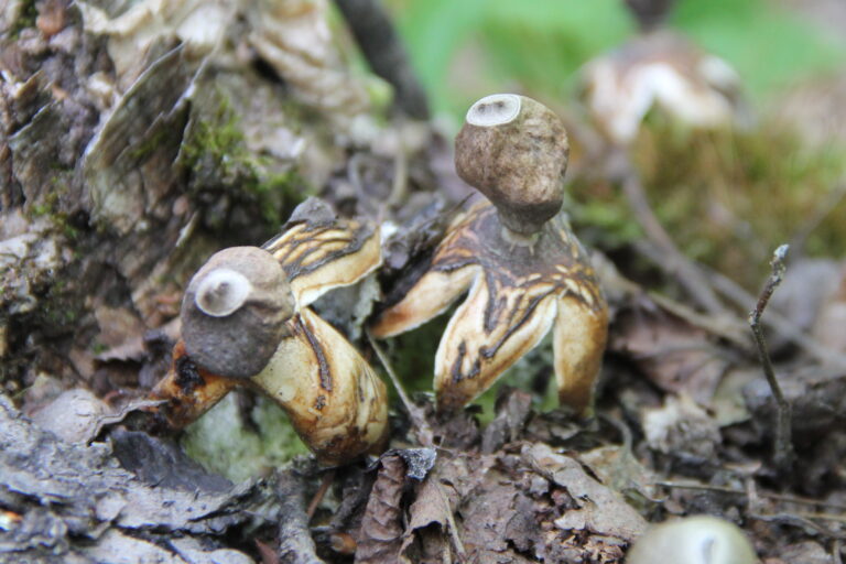 hvězdovka smrková (Geastrum quadrifidum)