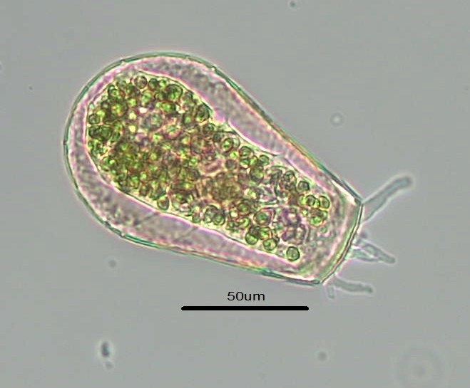 Hyalosphenia papilio
