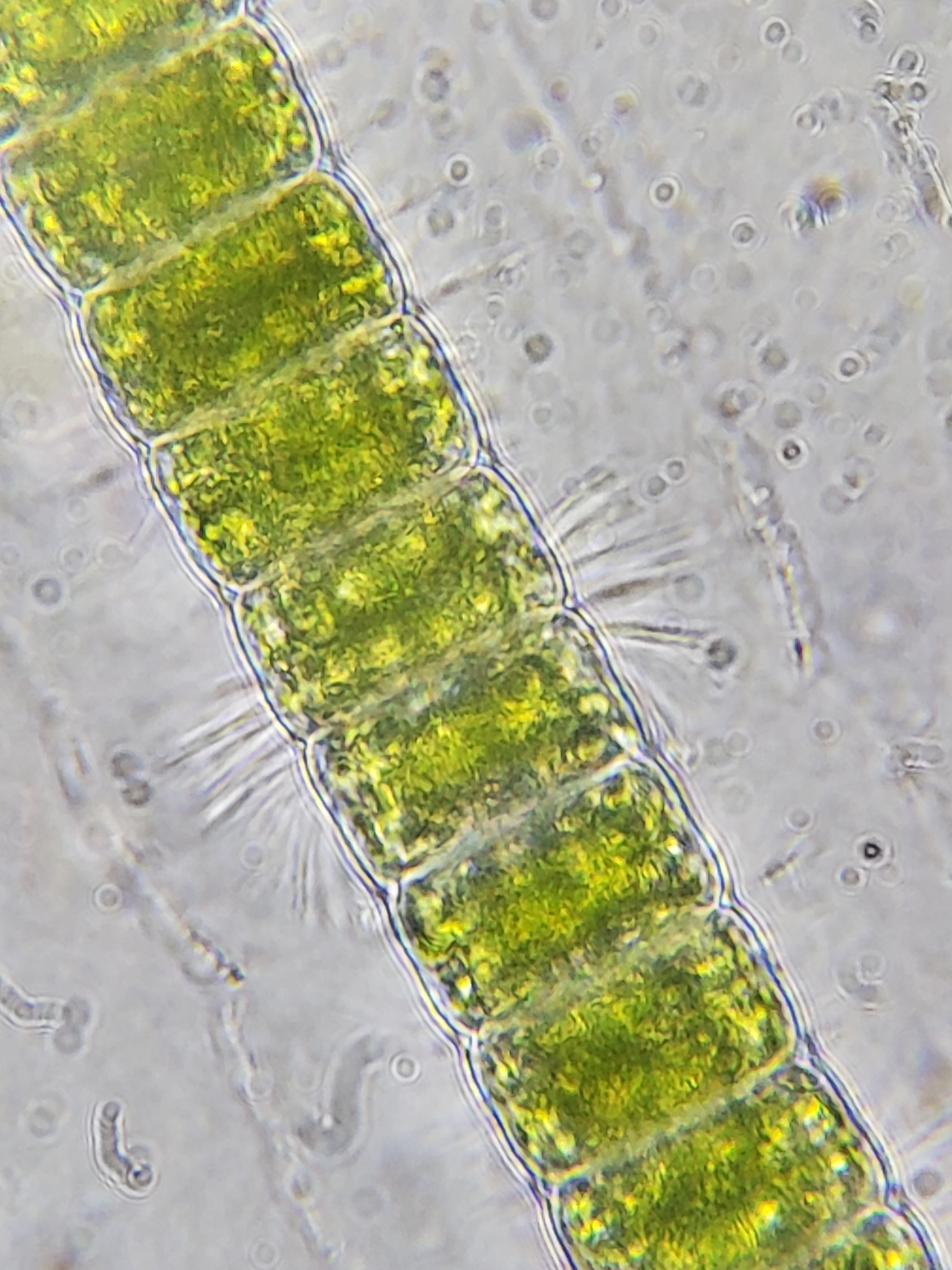 Hyalotheca dissiliens