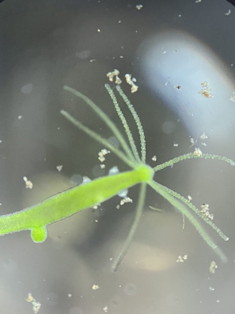 Hydra viridissima