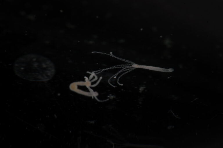 Hydra vulgaris