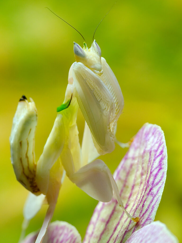 Hymenopus coronatus (Hymenopus coronatus)
