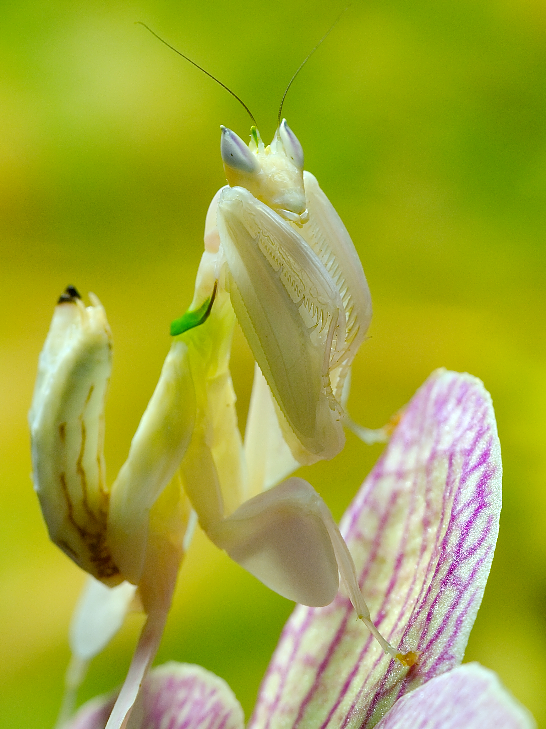 Hymenopus coronatus (Hymenopus coronatus)