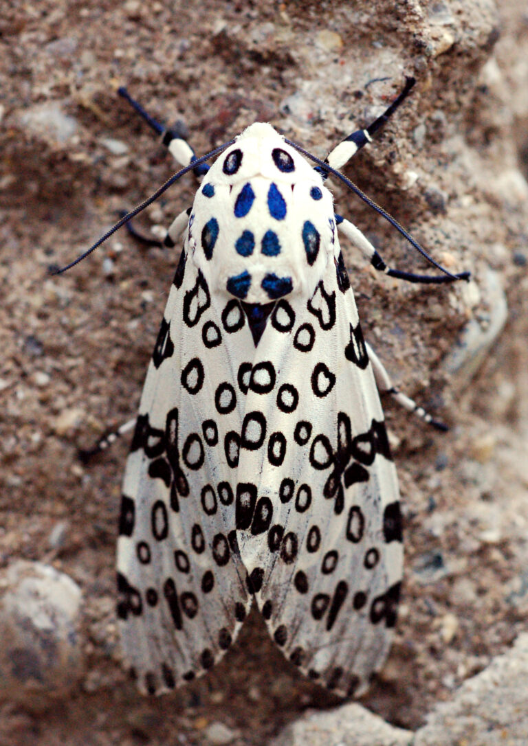 Hypercompe scribonia Hypercompe scribonia (Hypercompe scribonia)