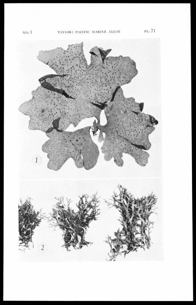 Hypnea pannosa (Hypnea pannosa)