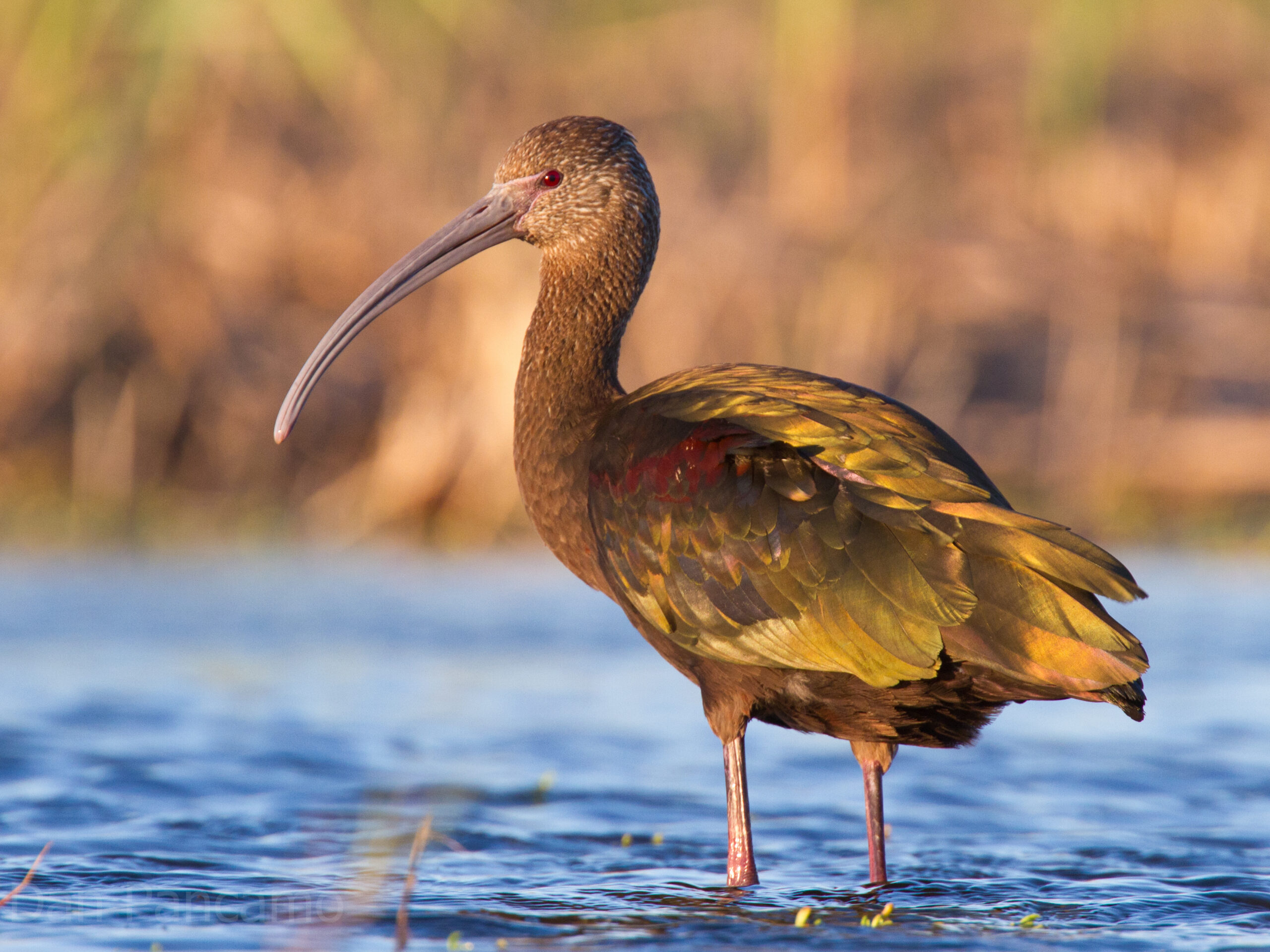 ibis americký (Plegadis chihi)