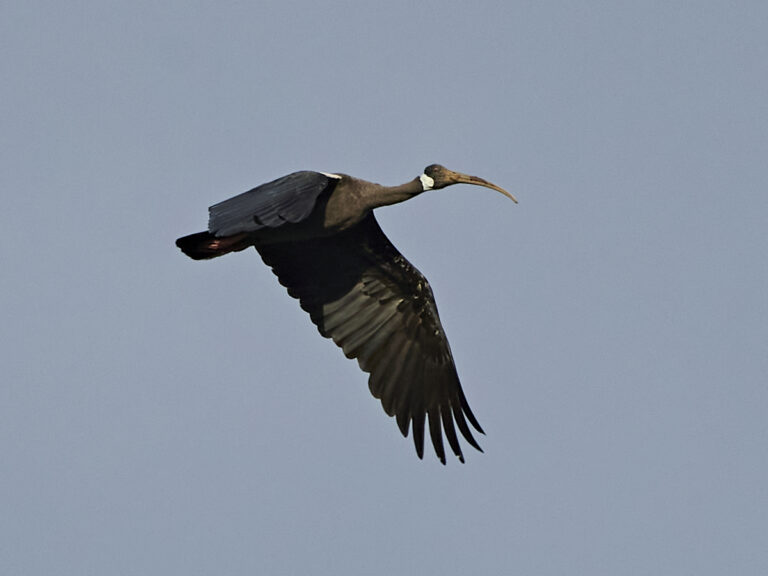 ibis běloramenný (Pseudibis davisoni)