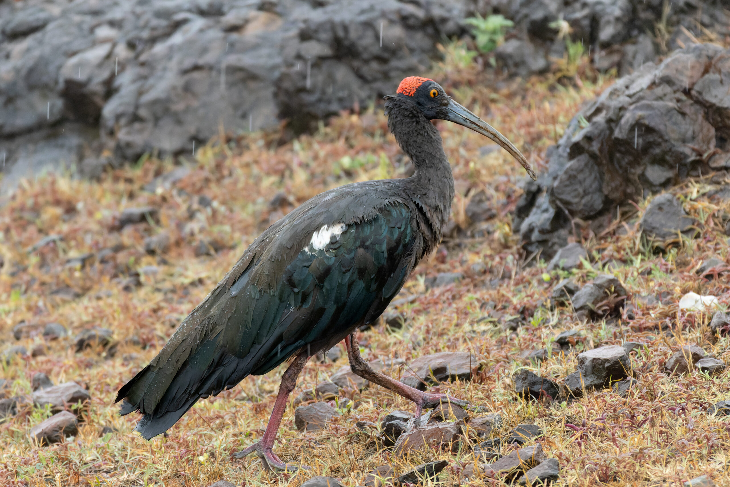 ibis bradavičnatý (Pseudibis papillosa)