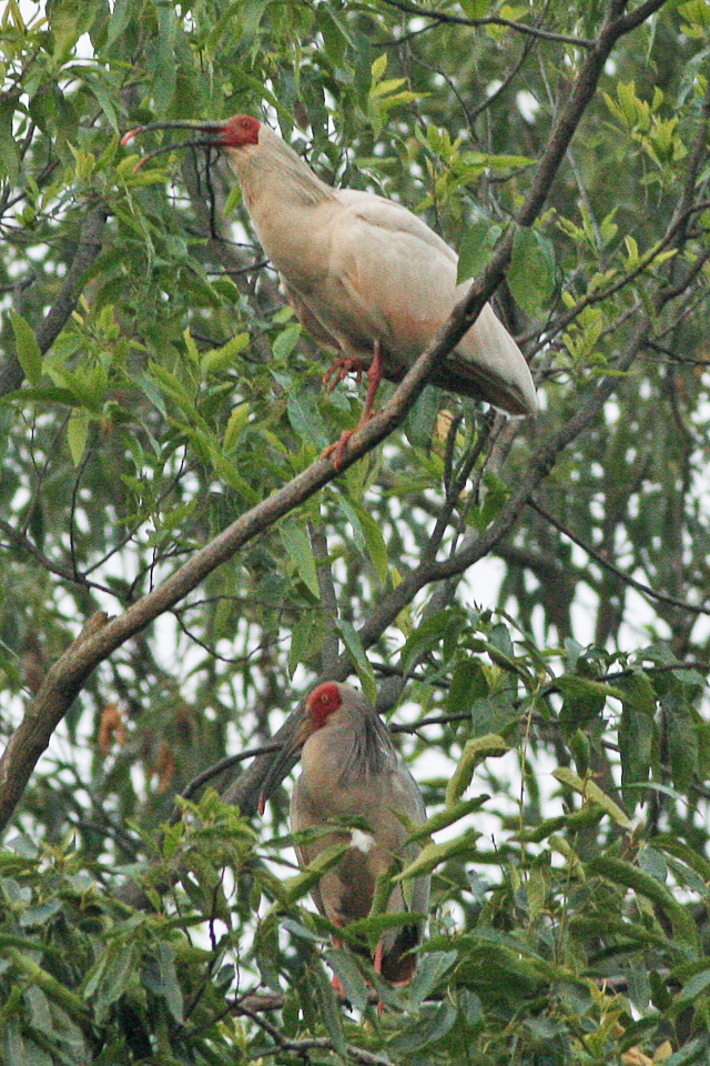 ibis čínský (Nipponia nippon)