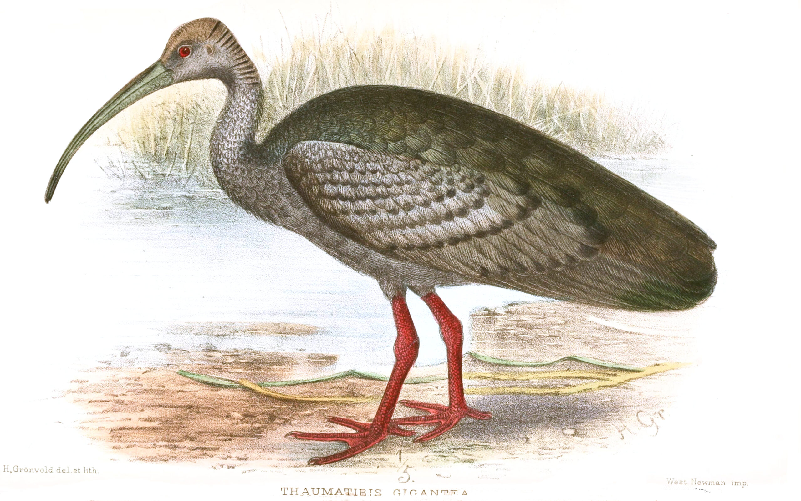 ibis obrovský (Thaumatibis gigantea)