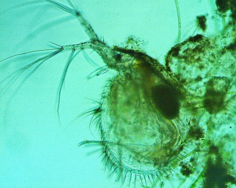 Ilyocryptus spinifer