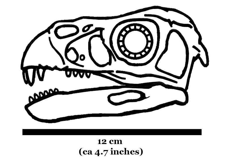 Incisivosaurus