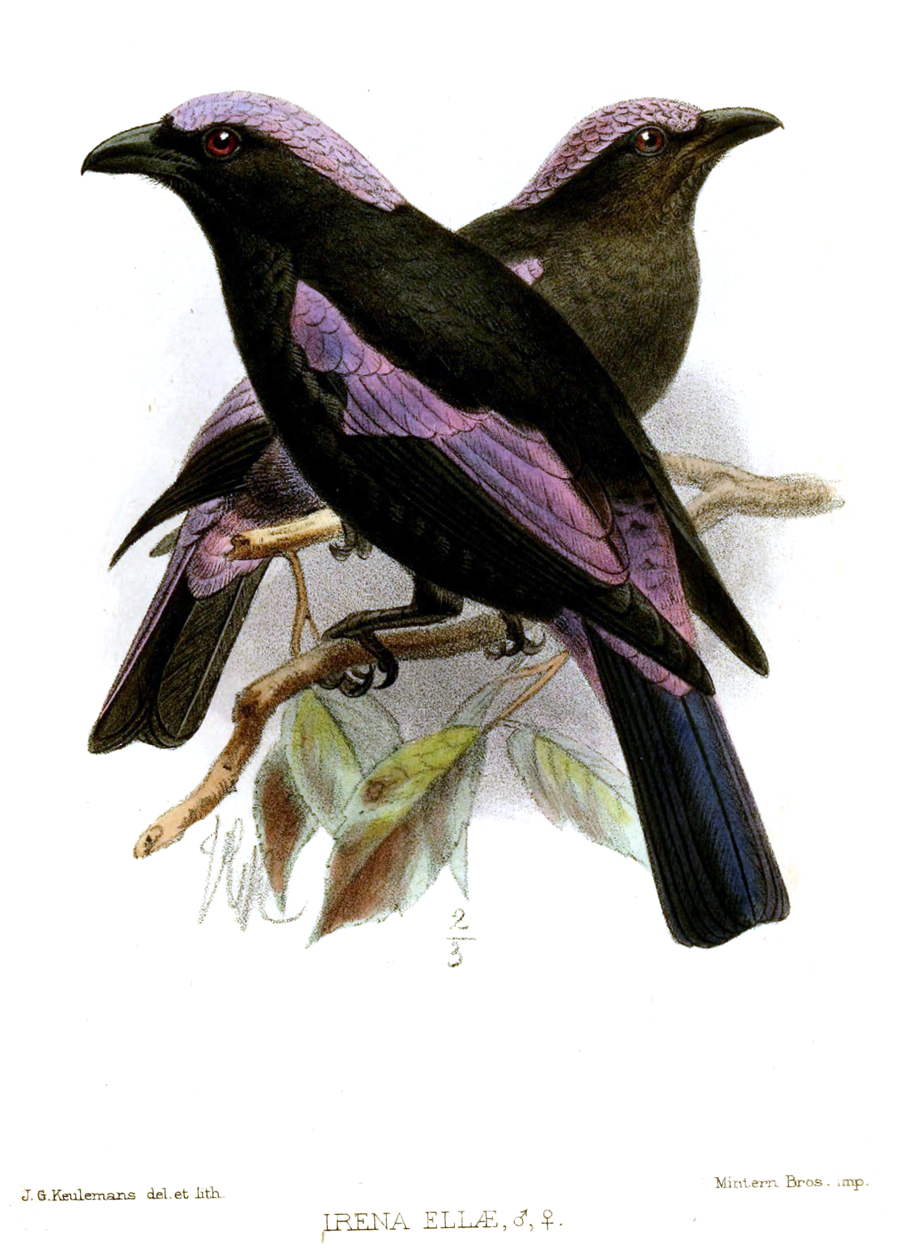irena kobaltová (Irena cyanogastra)