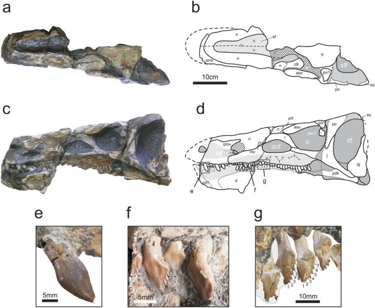 Isaberrysaura Isaberrysaura