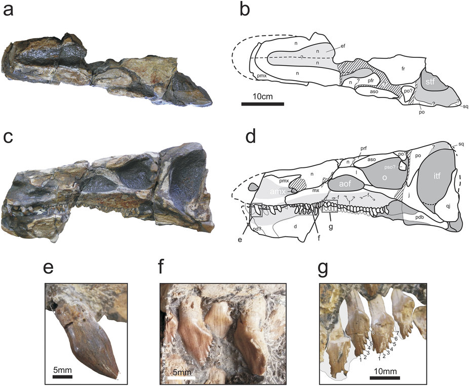 Isaberrysaura