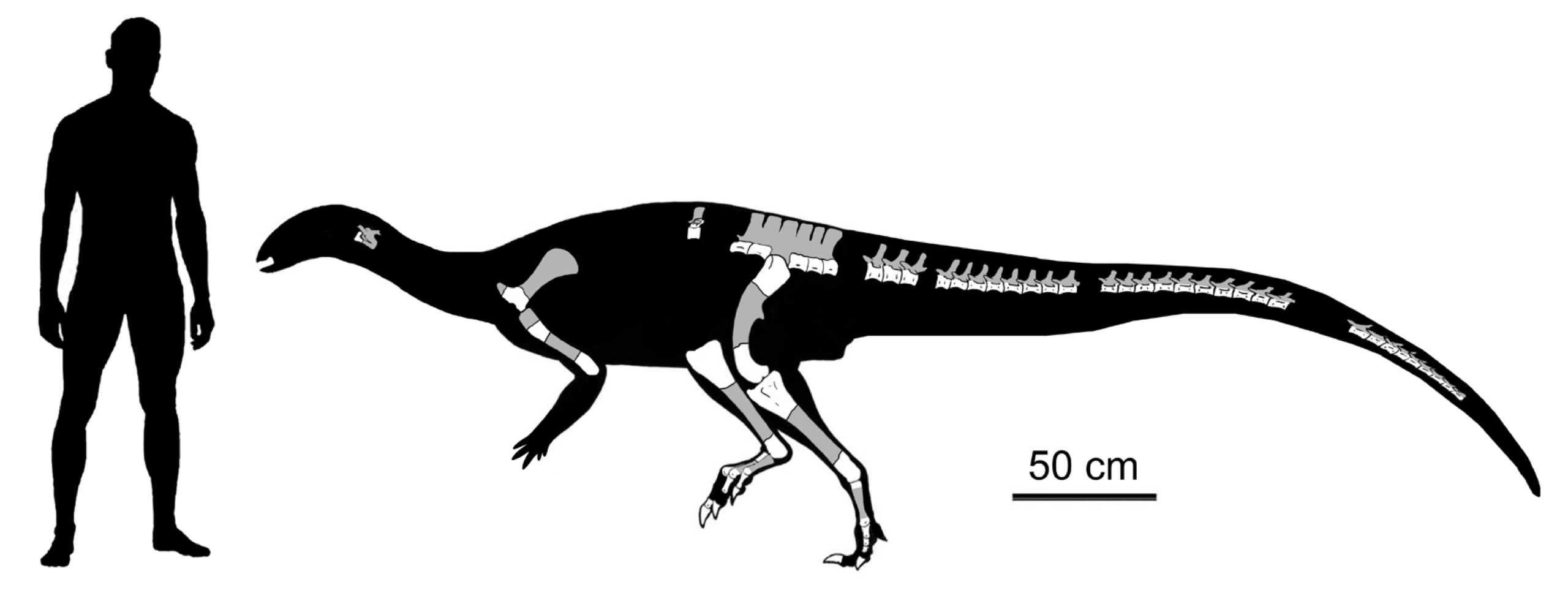 Isasicursor