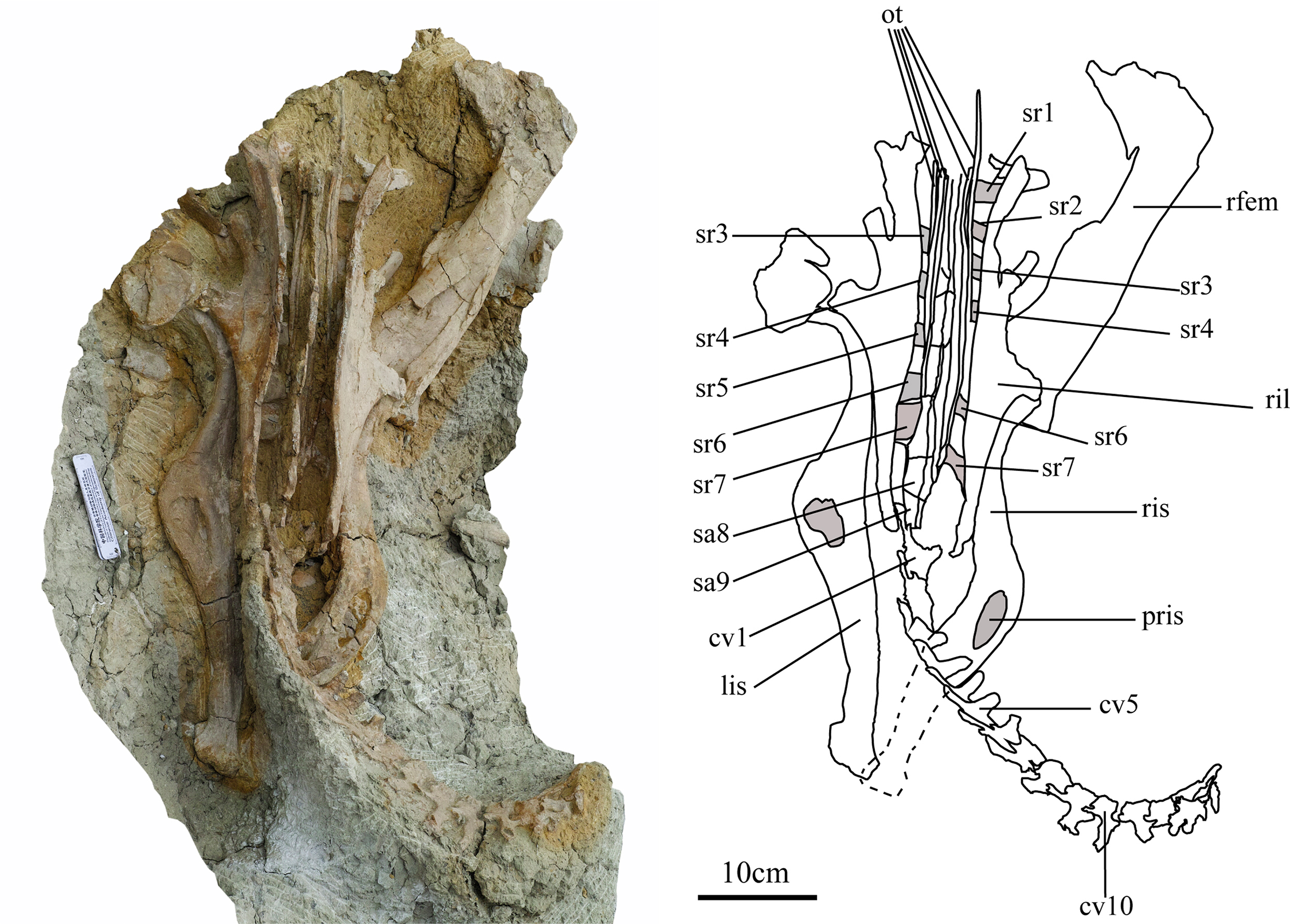 Ischioceratops