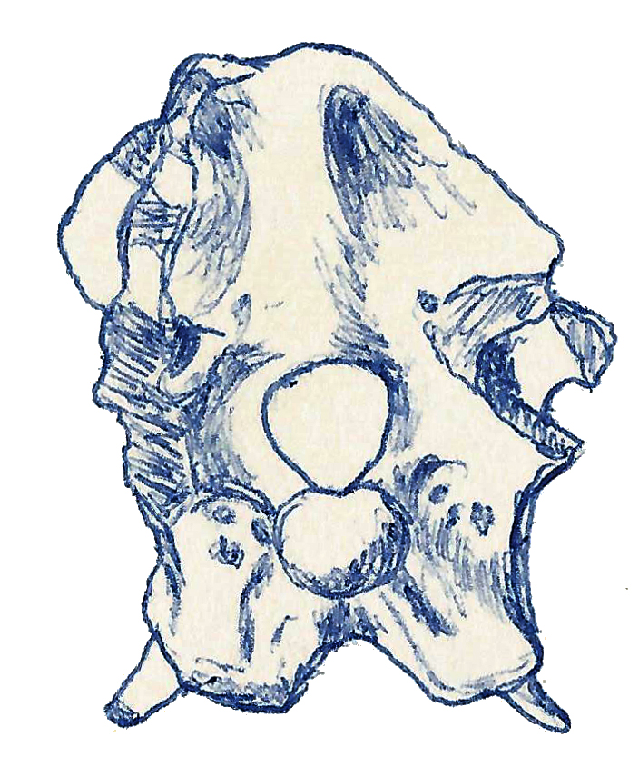 Itemirus