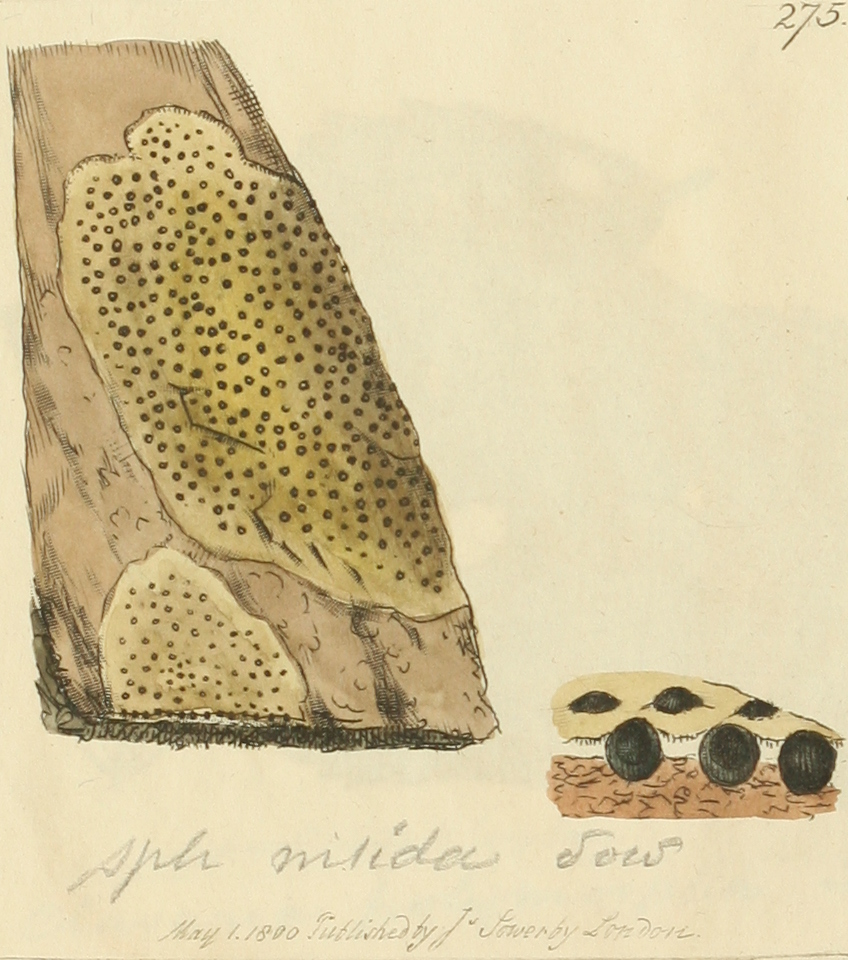 jadernička lesklá (Pyrenula nitida)