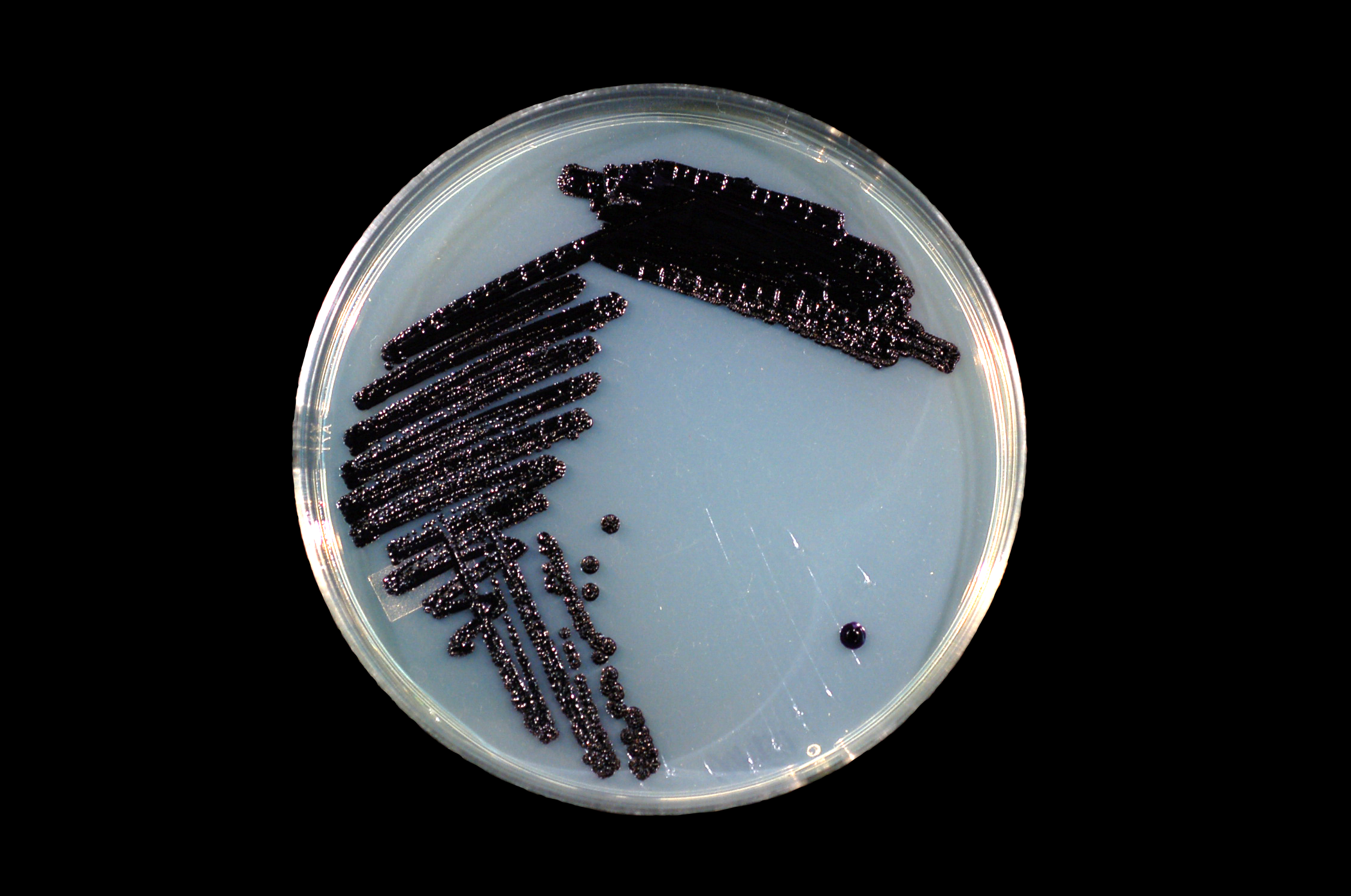 Janthinobacterium lividum