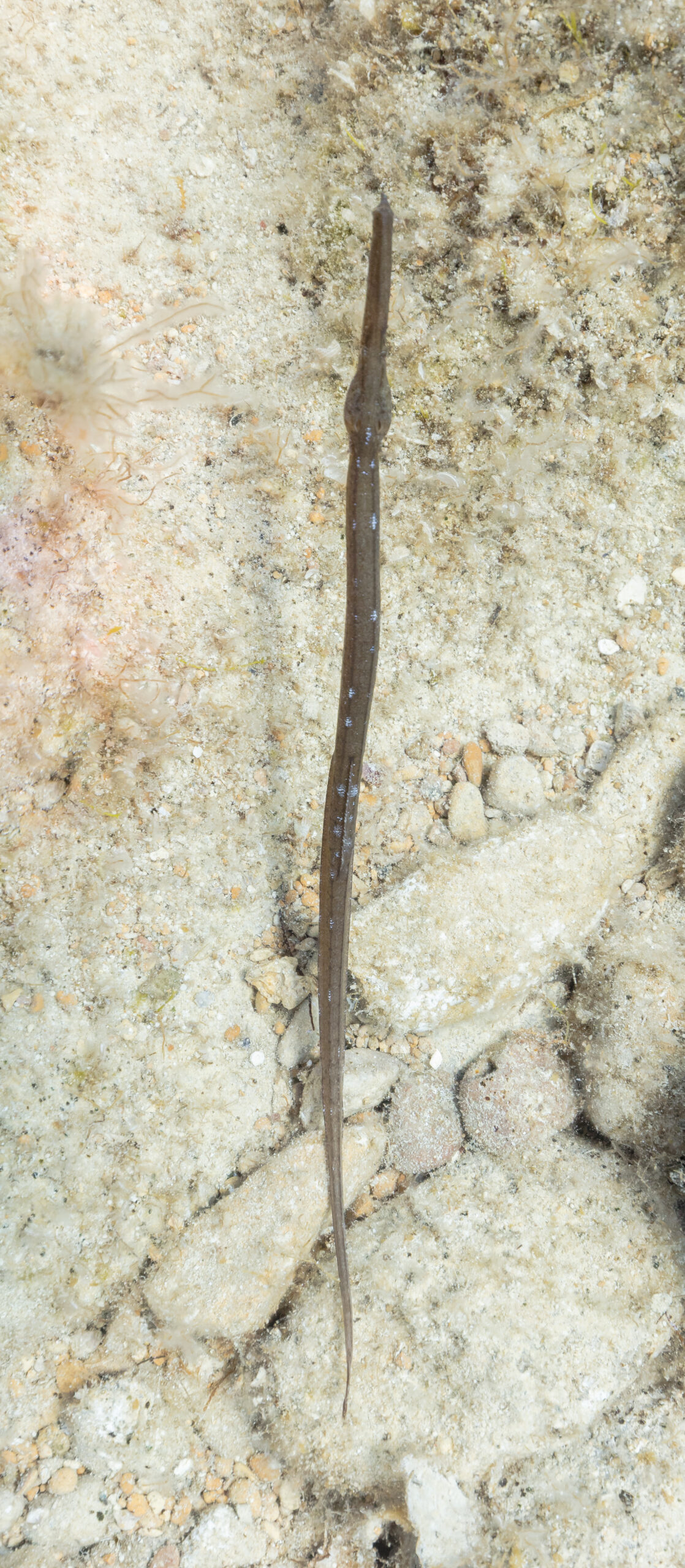 jehla mořská (Syngnathus typhle)