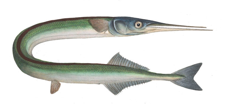 jehlice rohozobá (Belone belone)